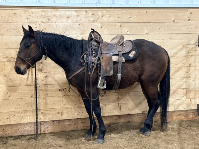 4 year old gelding  in Horses & Ponies for Rehoming in Edmonton