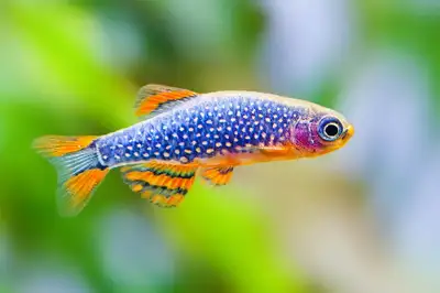 Community fish for sale, View more