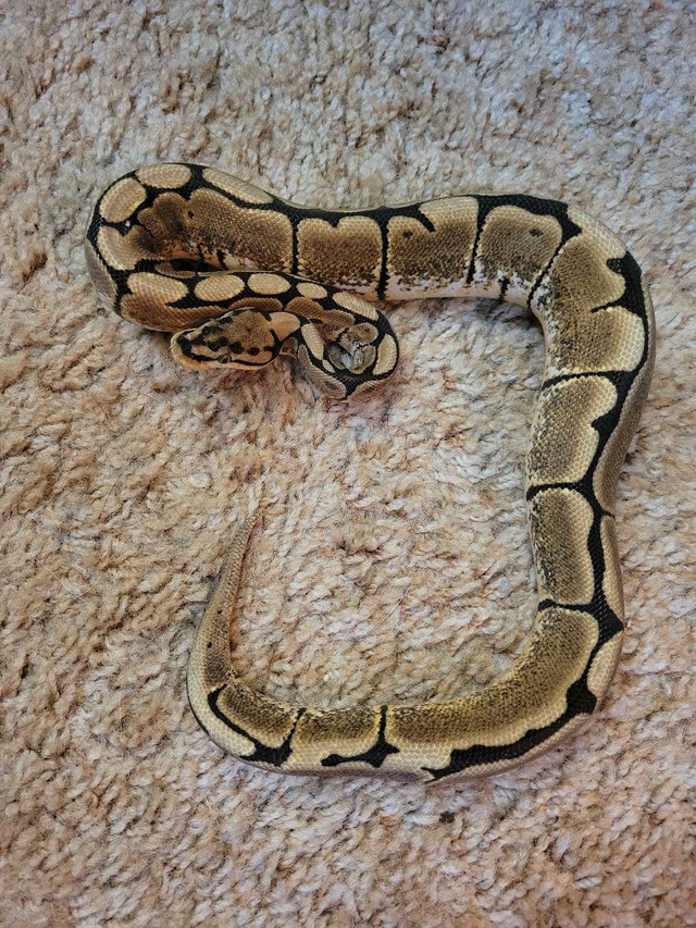 mojave ball python in Reptiles & Amphibians for Rehoming in Barrie - Image 3