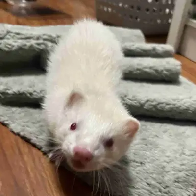 ferret rehome, View more