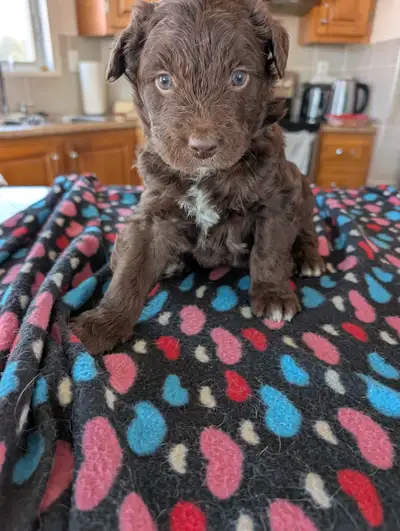 Borderdoodle, View more