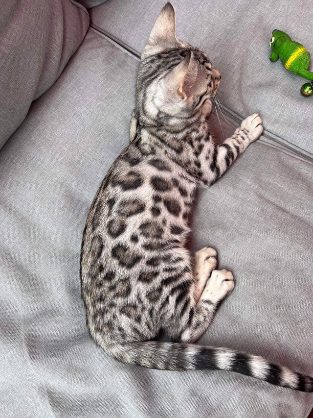 Tica registered silver bengal female READY TO GO Cats & Kittens for