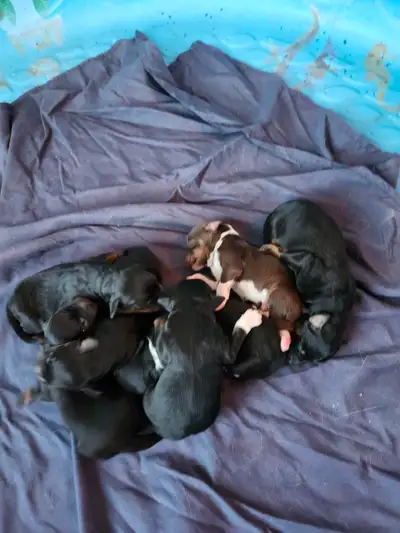 chiots aussidoodle, View more