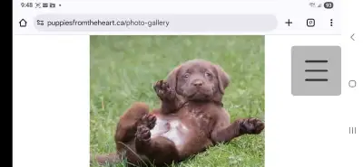 Christmas labrador puppies expected!, View more