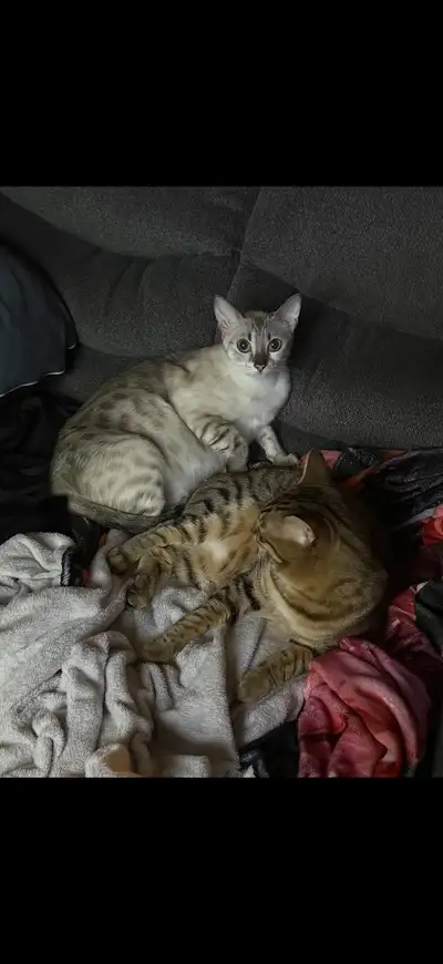 Bengal kittens looking for furever homes, View more
