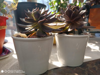 Plantes succulentes dans un pot en céramique blanche