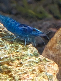 High Quality Blue Dream Shrimp- $2.50 to $2.00 ea.