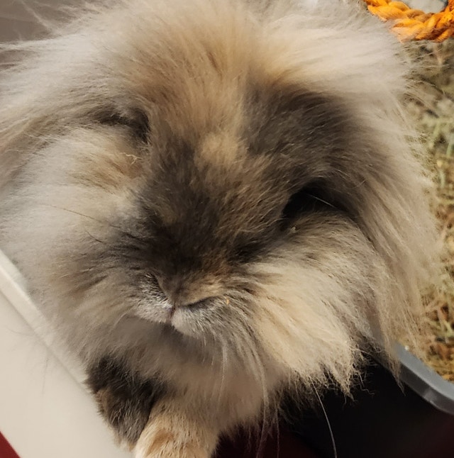 Bunny Dwarf Rex and Lionhead mix Small Animals for Rehoming Ottawa