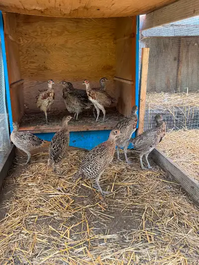 Ring neck pheasants, View more