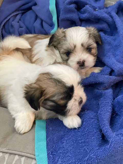 Sweet Malshi (Shih TZU / Maltese) Pups! in Dogs & Puppies for Rehoming in Comox / Courtenay / Cumberland - Image 5
