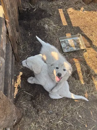 Maremma x Pyrenees born April 5th, ready at 8-12 weeks. Exposed to sheep & lambs, rabbits. Parents h...