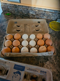 Eggs for sale