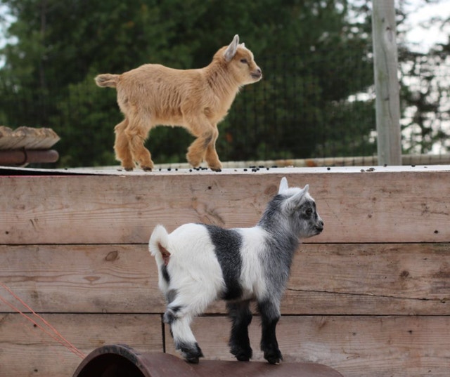 Baby Pigmy goat sold Livestock Sarnia Kijiji