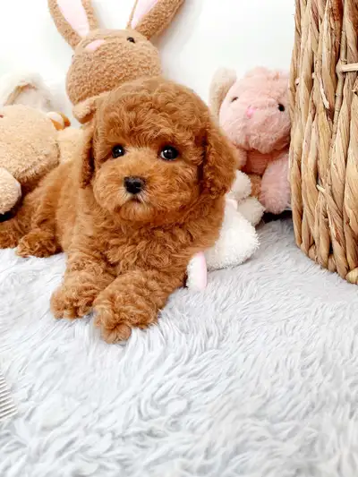 Toy poodle puppies, View more