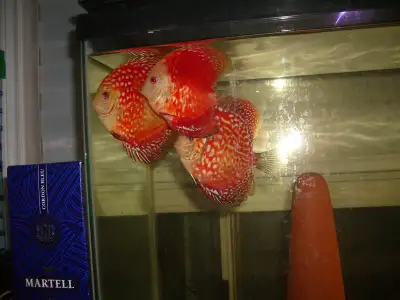 FOR SALE 3 BEAUTIFUL RED DISCUS FISH 5 TO 6 INCH $240, View more