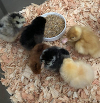 4 week old chicks -Madoc