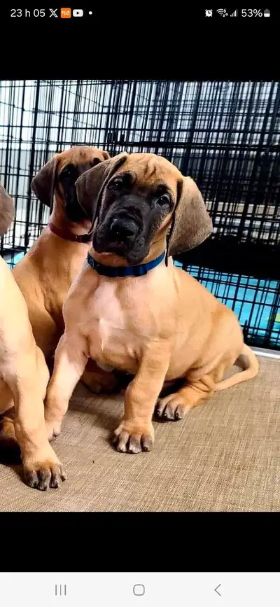 Chiot Grand Danois enr.CKC PURE RACE, View more