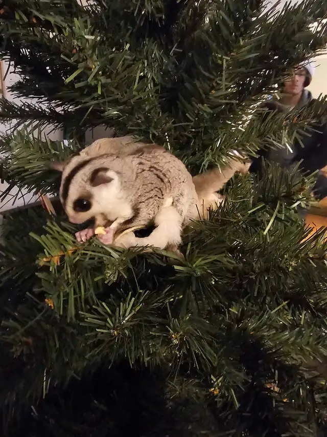 sugar gliders in Other Pets for Rehoming in Nelson - Image 3