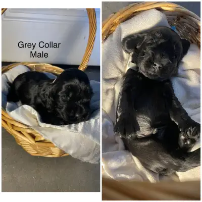 English Cocker Spaniel Puppies, View more