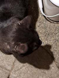 Black/Brown Cat (Male)