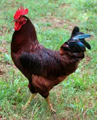 wanted Purebred  Rhode Island red rooster 