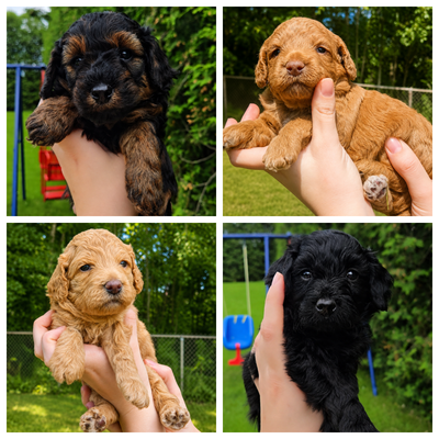 GOLDENDOODLE MINI/MOYEN, View more