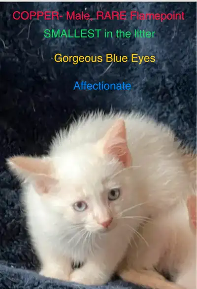 Trained BALINESE Kittens Hypoallergenic ALL SUPPLIES INCLUDED, View more