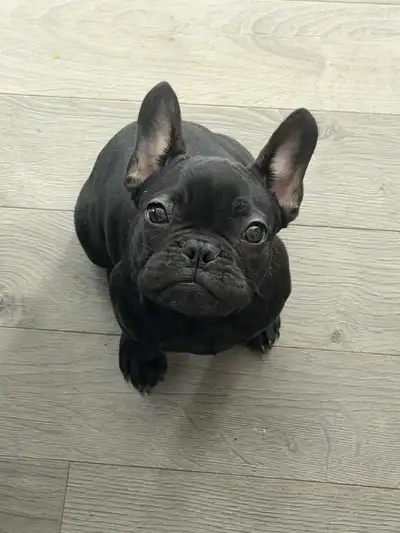 1 bouledogues français ckc et 2 Boston terrier , 3x vacc et rage, View more