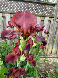Beautiful red rare iris plants
