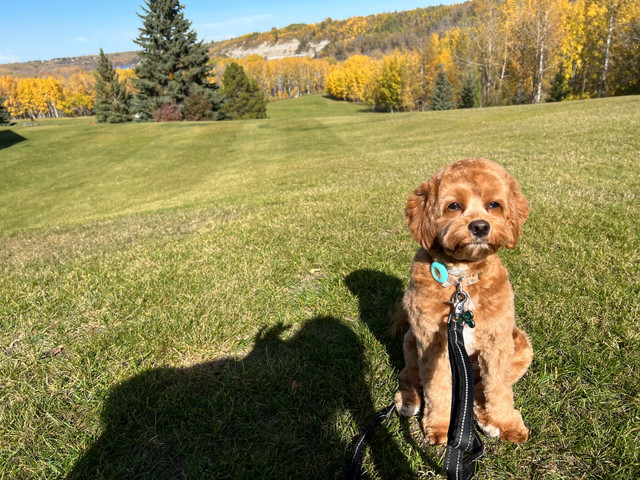 Cavapoochon and Cavapoo Waitlist in Dogs & Puppies for Rehoming in Calgary - Image 4