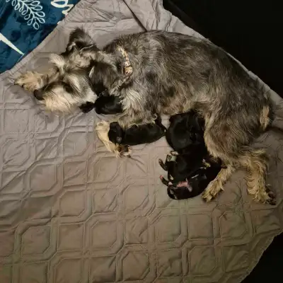Itsy Bitsy (Mini) Schnauzers for YOU!, View more