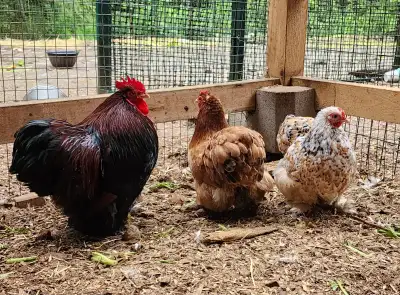 We have gorgeous purebred Bantam Cochins available. They are all 9-12 month old. Mix color pen, incl...