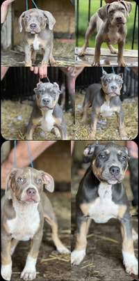 American Bulldog puppies!