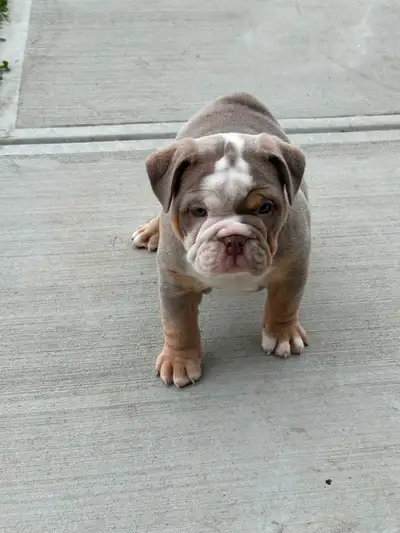 English Bulldog Puppies, View more