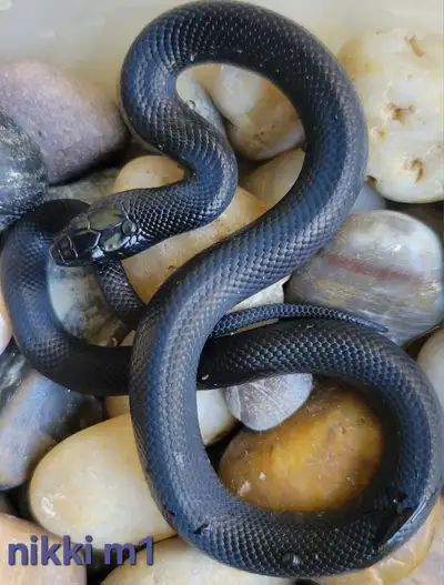 2026 Mexican black kingsnakes, View more