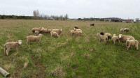 Starter Flock or Replacement Ewes, Rams