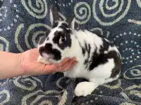 Small Spotted Bunny Rabbit