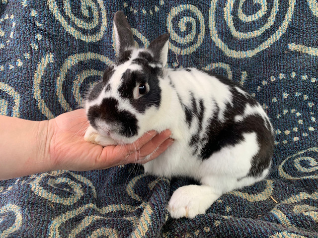 Small Spotted Bunny Rabbit in Small Animals for Rehoming in Peterborough