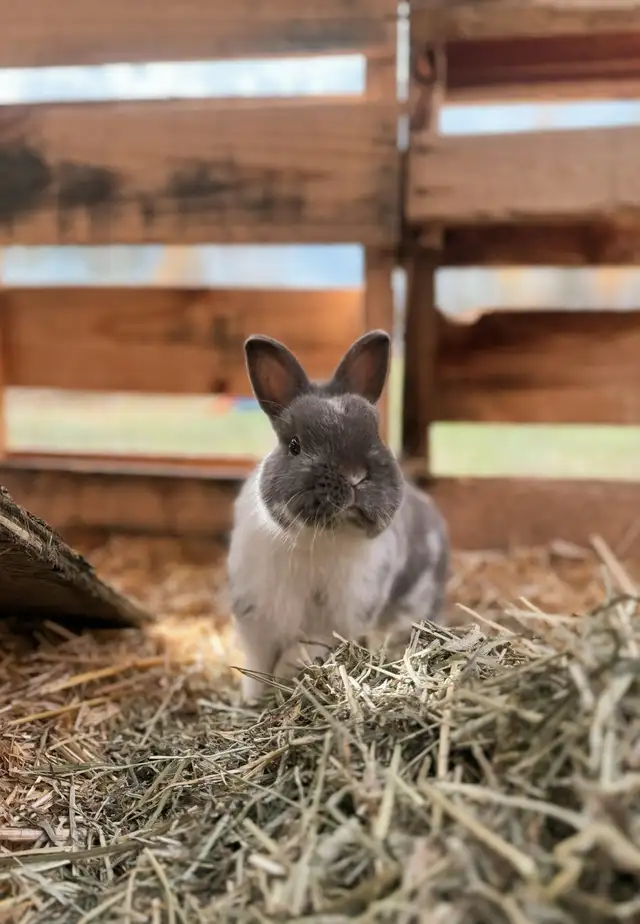Netherland Dwarf Buck in Livestock in Prince George - Image 4