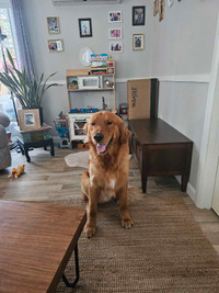 1.5 year old male Golden retriever to rehome
