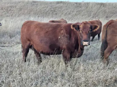 I have some quiet red angus cows for sale. They are bred to a red angus bull. Calving to start march...