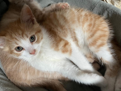 Beautiful  Male kitten, Super playful, View more