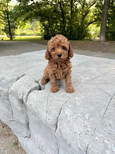Beautiful Male Toy Poodle Ready For Pick Up, View more