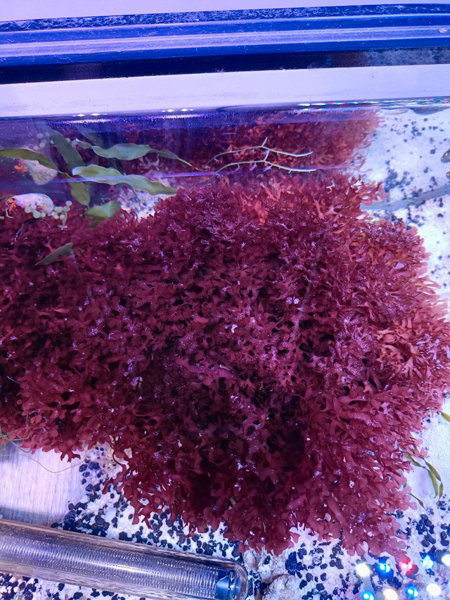 Saltwater Macroalgae Dragon’s Tongue, Giant Grape in Fish for Rehoming in Calgary - Image 2
