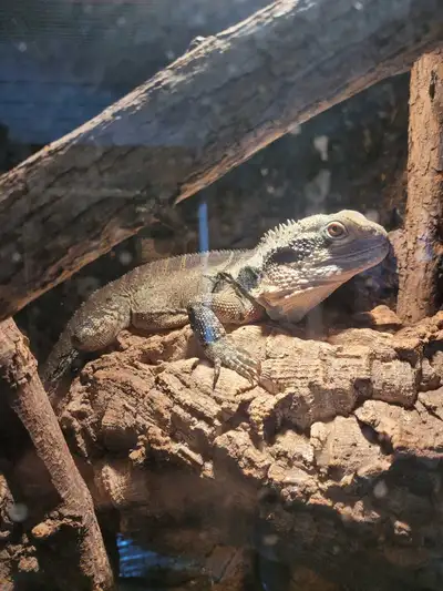 Reptile Rescue, View more