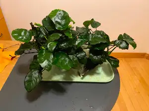 Anubias aquarium plant - $6 for 1 rhizome, $10 for 2 rhizomes, View more