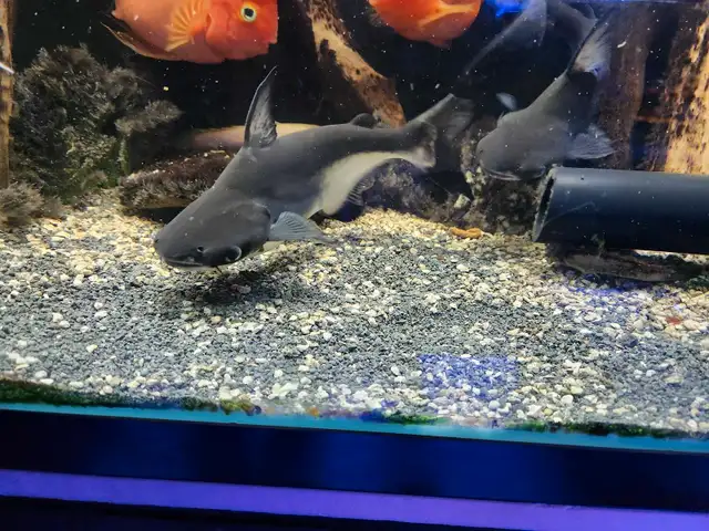 Two nice Paroon Sharks in Fish for Rehoming in Mississauga / Peel Region - Image 9
