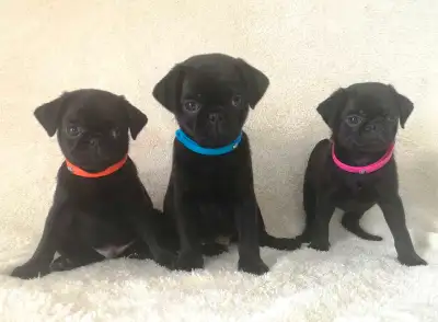 Chiots Pug Carlin mâles et femelle prêts à partir! Ready !, View more