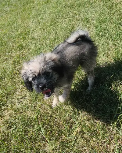 2 Month Old Female Shih Tzu/Pug Puppy, View more