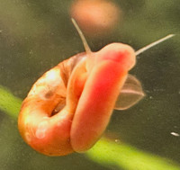 Java Moss, Red Cherry Shrimp, Red Ramshorn Snails